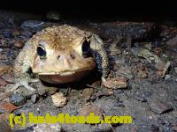 /home//u458753944/public_html/sourcegallery//McKaig Nature Center/2020-09-27/P9270731.JPG